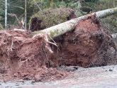 Baum auf Fahrbahn